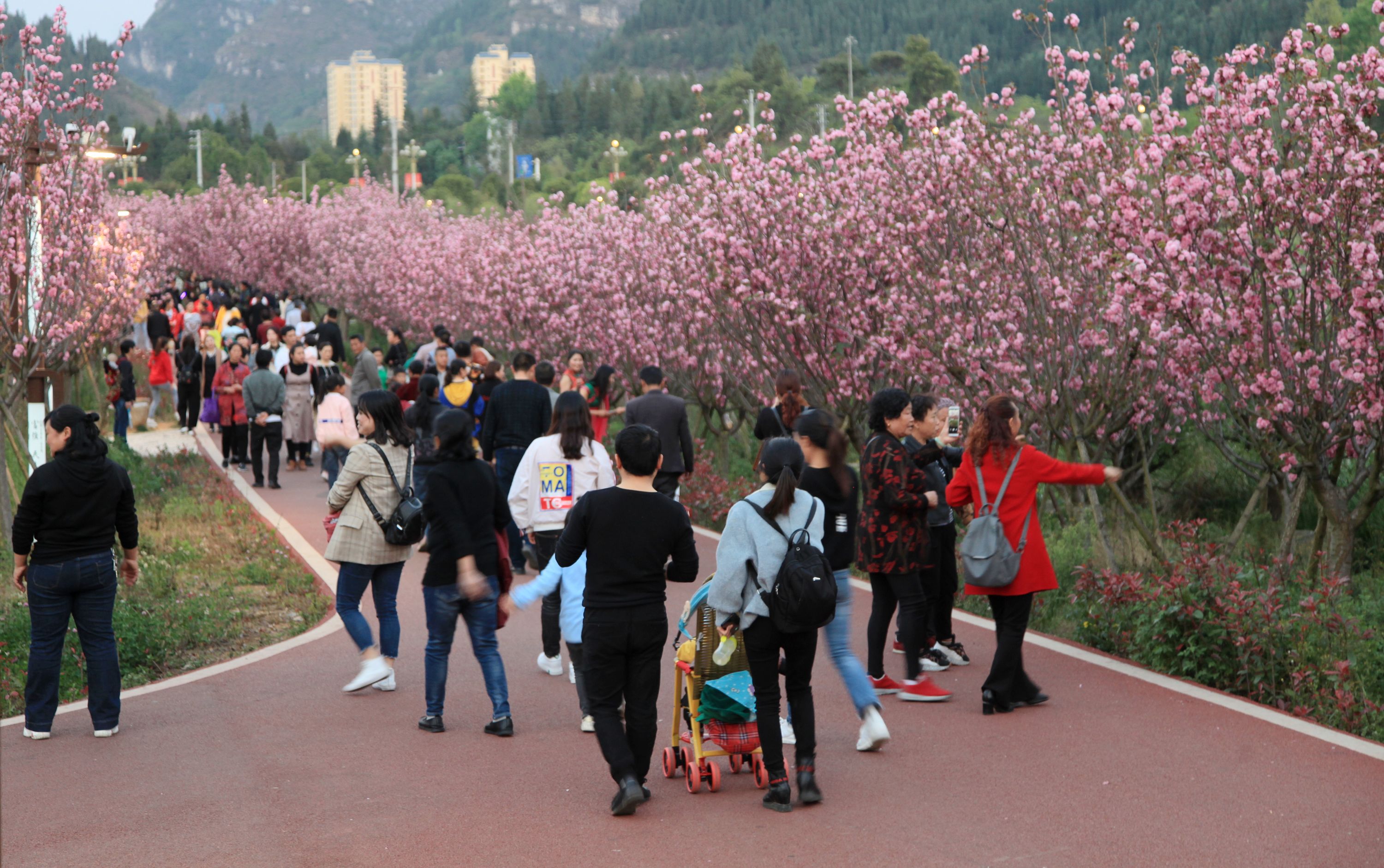 2019兴仁东湖樱花蔡家友摄影 (9).jpg