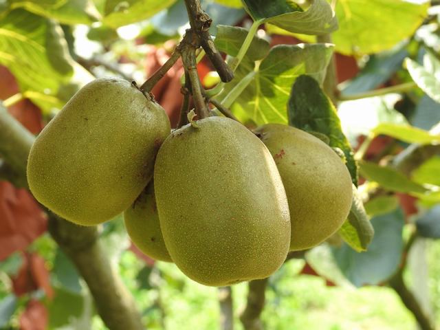 1566187703804026604.jpg 1.jpg