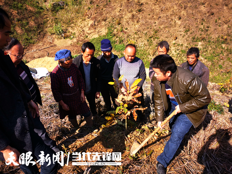 1585878972126013108.jpg 板栗改培现场.jpg