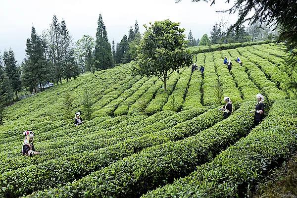 沙子茶山一角（陈亚林 摄）.jpg