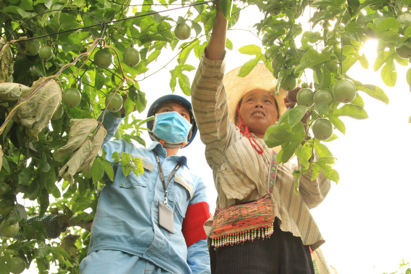 1594956765169069497.jpeg 当地村民现场采摘百香果.jpeg