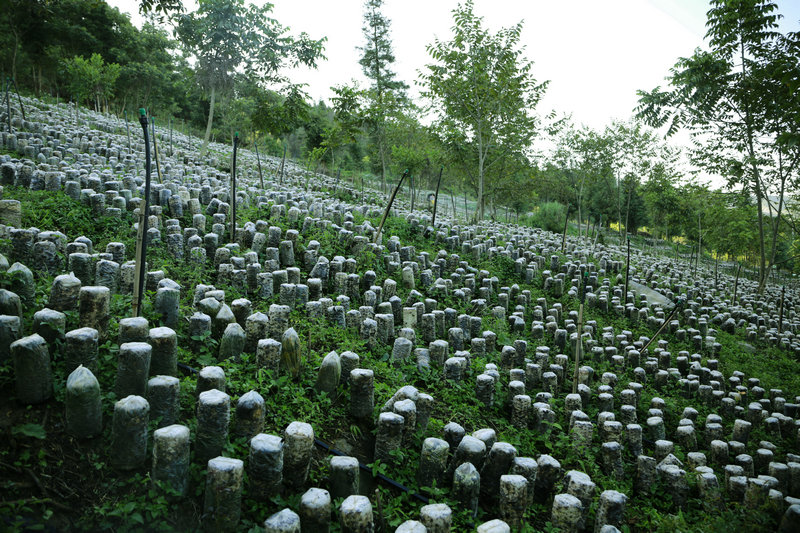 1600089784406092648.jpg 图4.洒金村发展林下种植产业的木耳种植基地.jpg