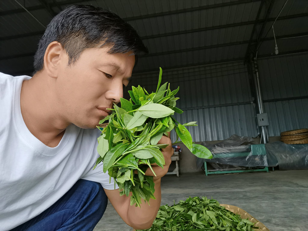 3  周国洪在对采摘的茶叶进行质量检查.jpg