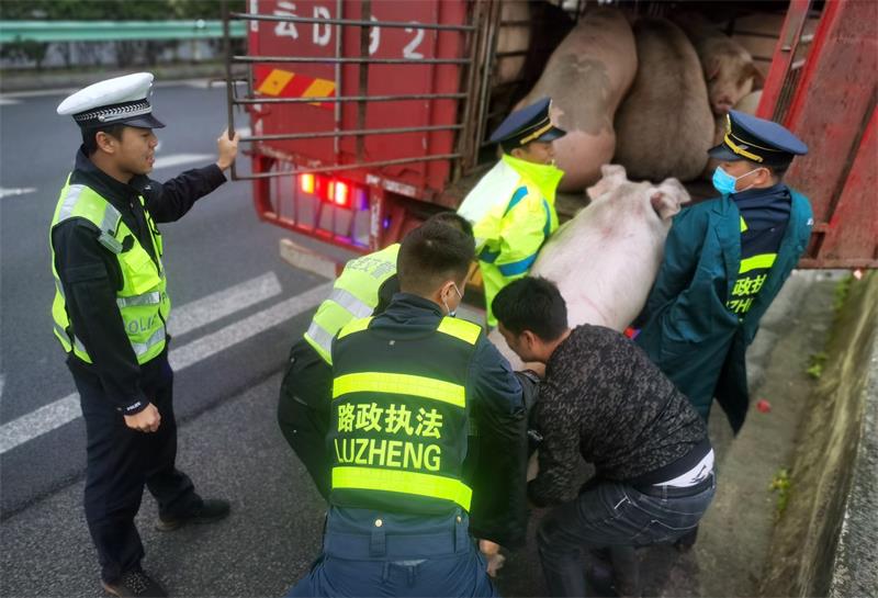 图为交通执法人员、高速交警及相关部门人员，合力将生猪抬上车箱..jpg