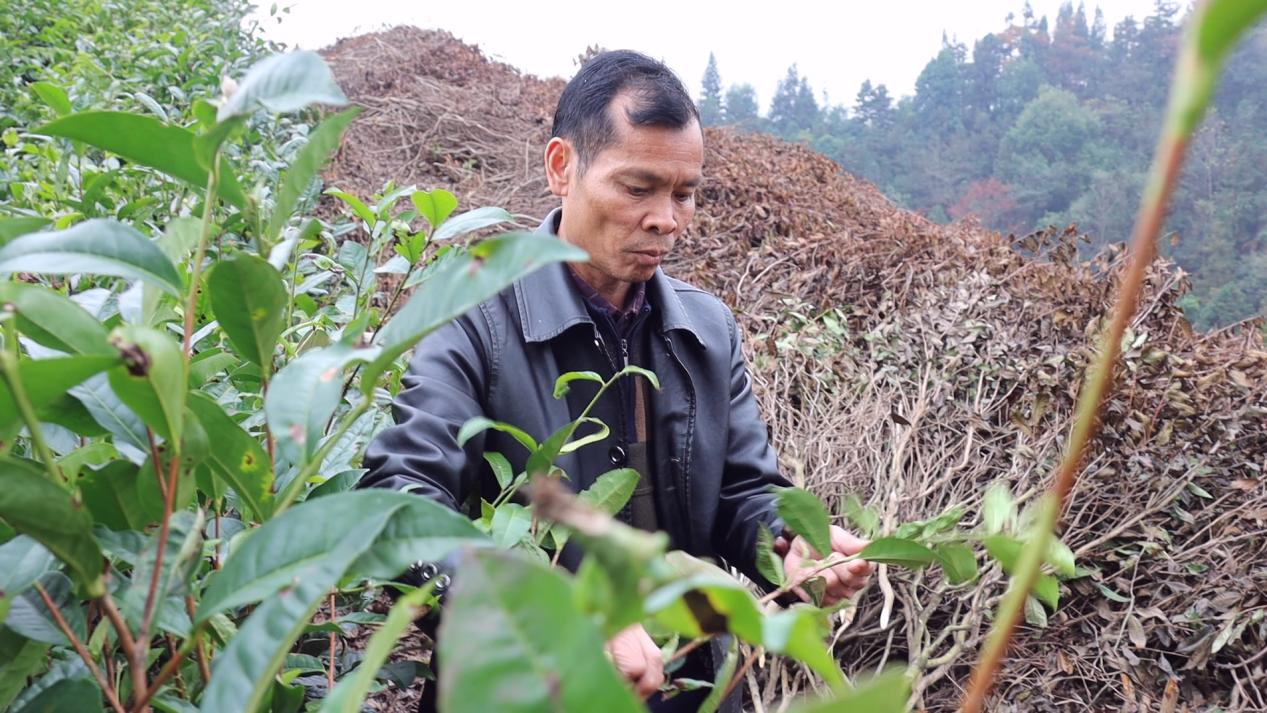 茶农岑玉在已经流转给企业的茶园里劳动（左边是失管茶园，右边是刚砍伐出来的。）.jpg