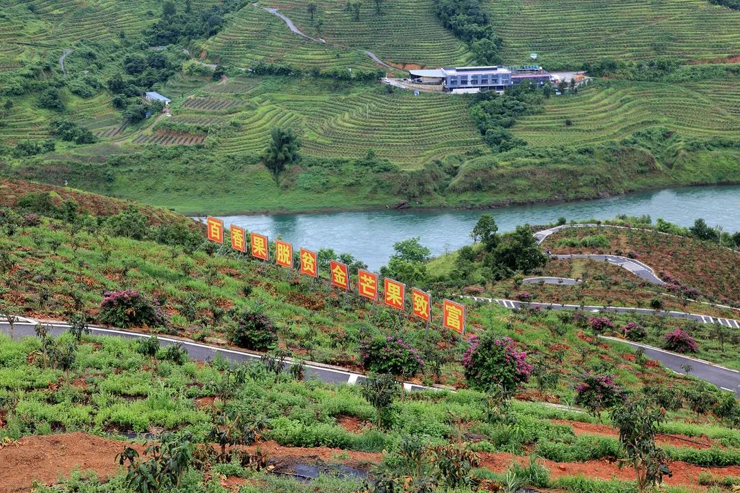 北盘江畔“一江三果”基地 郭泽玉 摄.jpg
