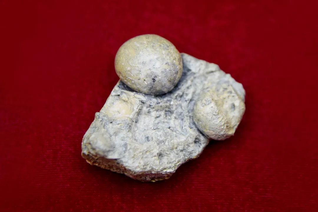 距今164万年的古茶籽化石（伊航 摄）.jpg