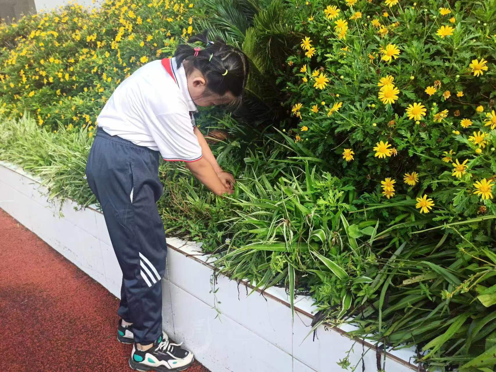 丰都中心小学二年级学生梁光馨在校整理花园场景.jpg