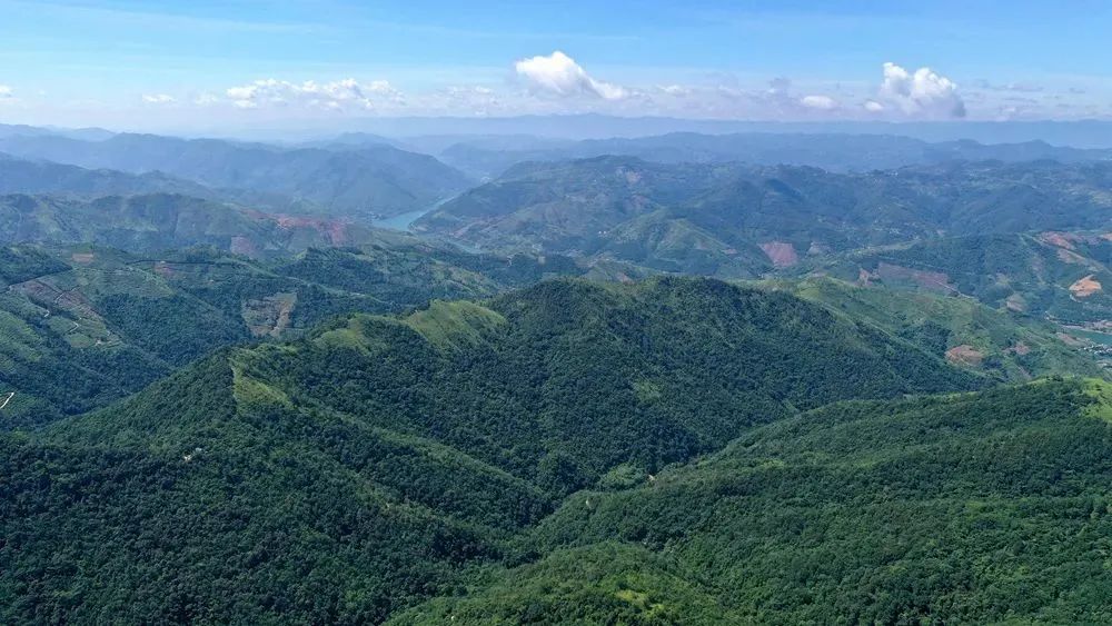 安龙县栖凤街道者贵村铁皮石斛基地 刘朝富 摄.jpg